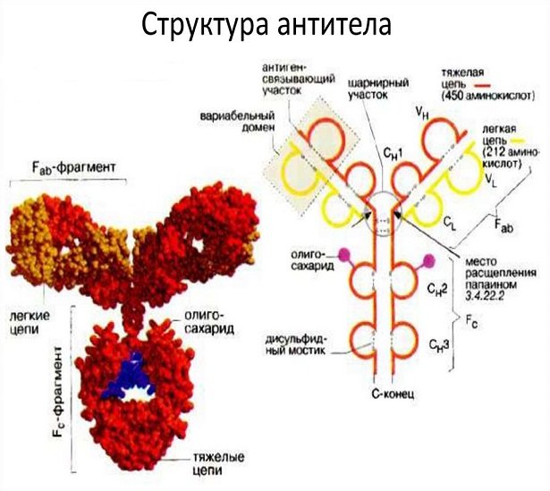 Что влияет на концентрацию антител